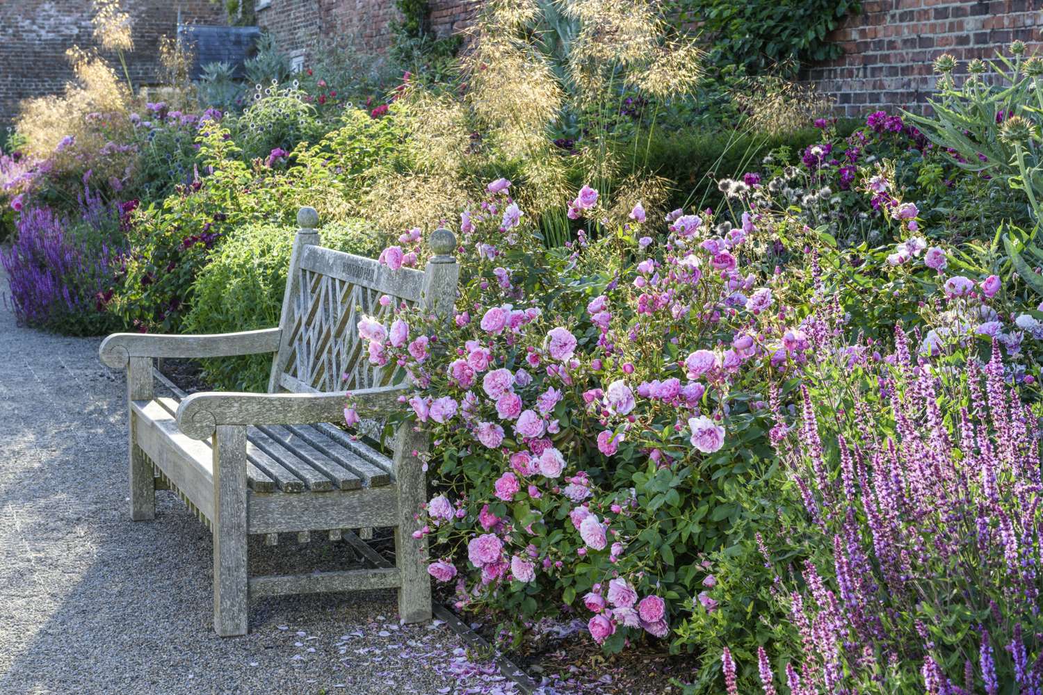 Ruusu 'Harlow Carr' (Aushouse)